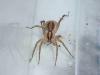 Pardosa sp.